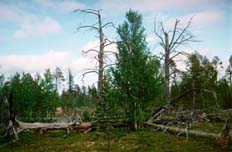 �� ������ �.����